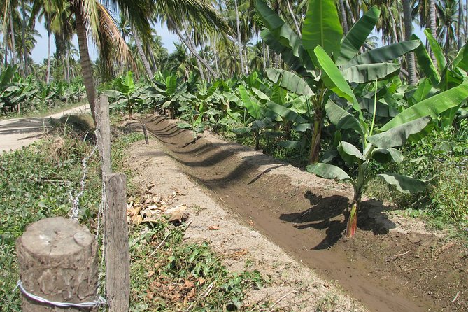 Christmas Bar and Plantations - Tips for a Great Experience