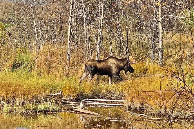 Chugach State Park Nature Walk - Booking and Confirmation