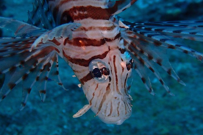 Chumphon Pinnacle-Koh Tao 2 Dive Trip for Certified Divers - Pickup and Transport
