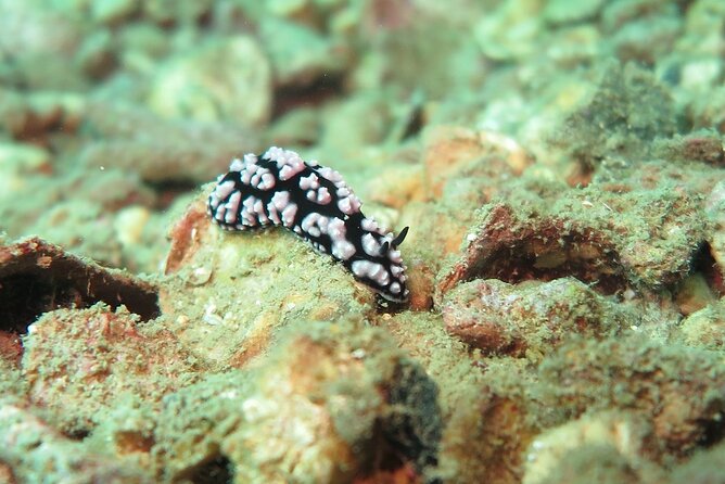Chumphon Pinnacle-Koh Tao 2 Dive Trip for Certified Divers - Participation Requirements