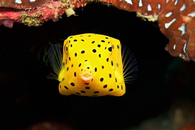 Chumphon Pinnacle-Koh Tao 2 Dive Trip for Certified Divers - Booking Details