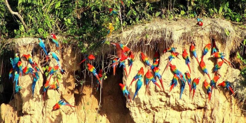 Chuncho Collpa Tour 2/3 Day Tour - Tour Itinerary