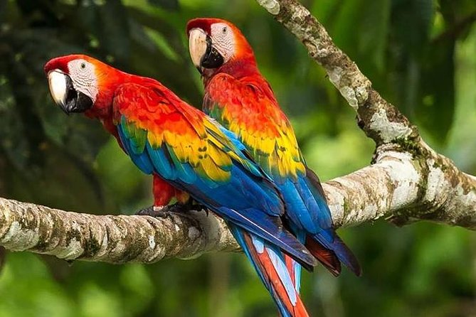 Chuncho Macaw Clay Lick Full Day - Key Points