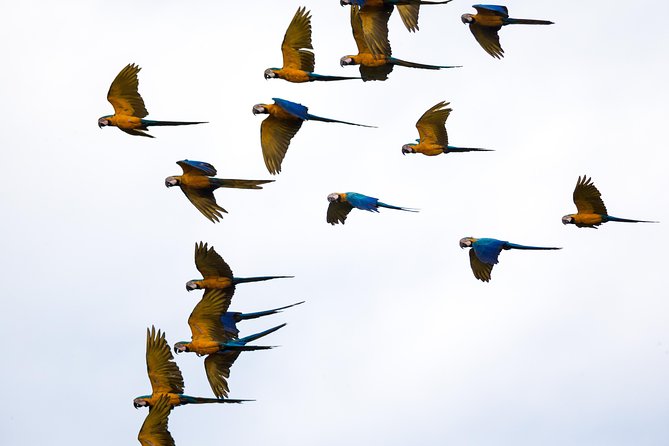 Chuncho Macaw Clay Lick Full Day - Itinerary and Activities