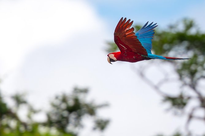 Chuncho Macaw Clay Lick Full Day - Inclusions and Requirements