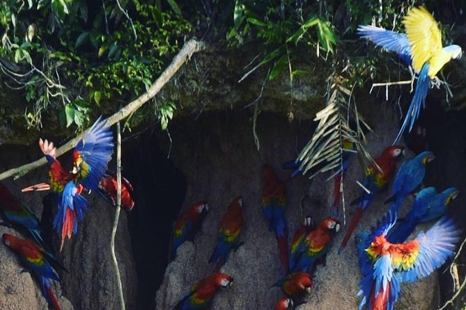 Chuncho Macaw Clay Lick Full Day - Cancellation Policy