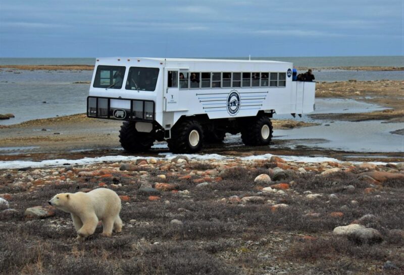 Churchill: Exclusive Tundra Buggy Day Trip - Autumn Tundra Buggy Tour
