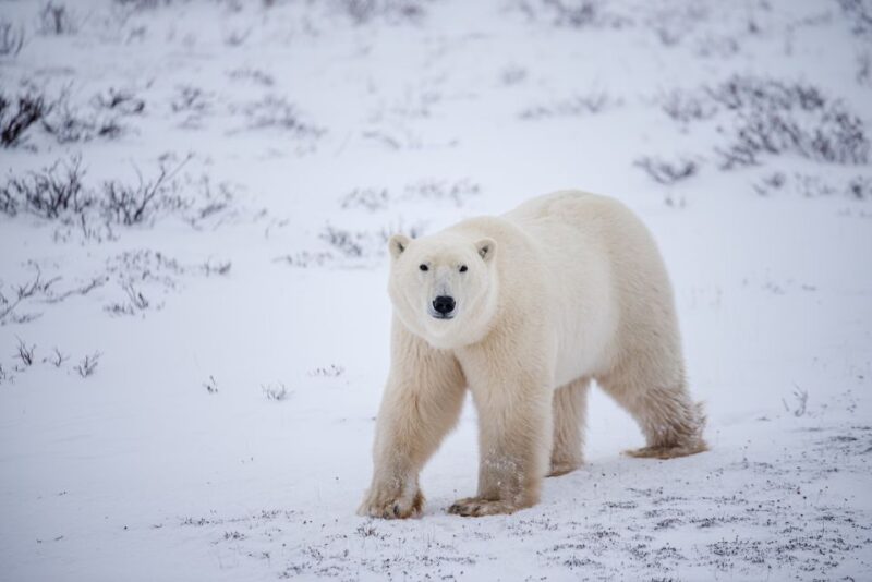 Churchill: Exclusive Tundra Buggy Day Trip - Summer Tundra Buggy Tour