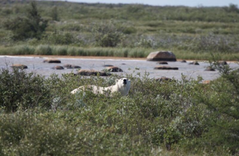Churchill: Exclusive Tundra Buggy Day Trip - Wildlife Spotting Opportunities