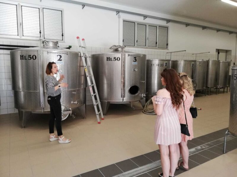 Cilento Wine: Tour & Tasting Experience - Highlights and Features