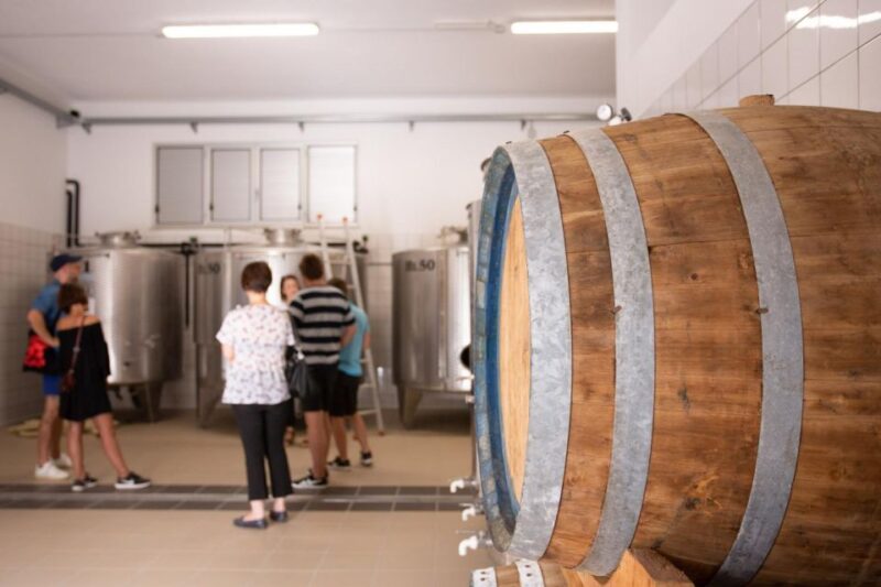 Cilento Wine: Tour & Tasting Experience - Winemaking Process and Production