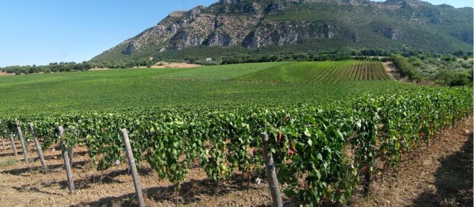 Cilento Wine: Tour & Tasting Experience - Local Specialties and Pairings