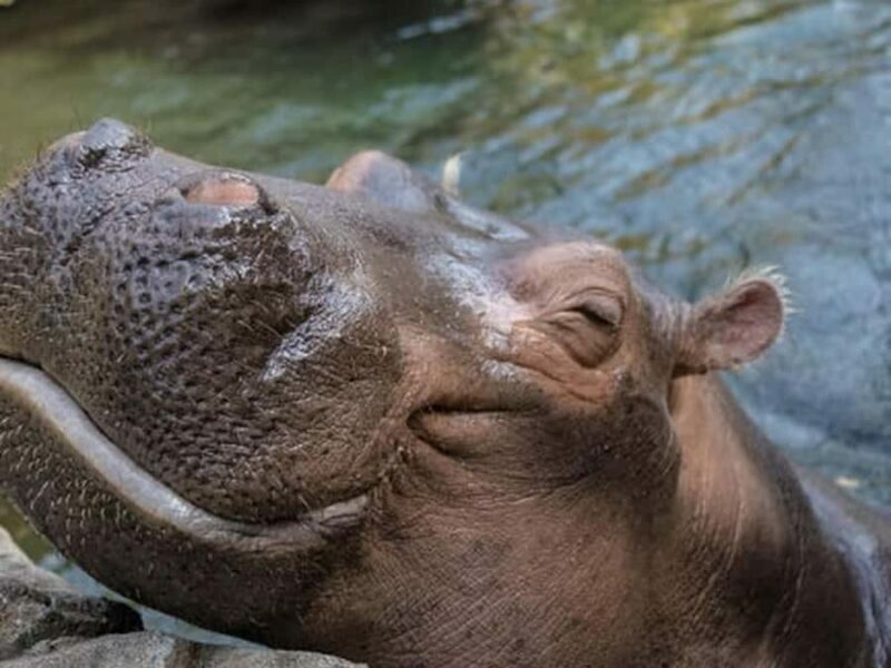 Cincinnati: Cincinnati Zoo Admission Ticket - Key Points