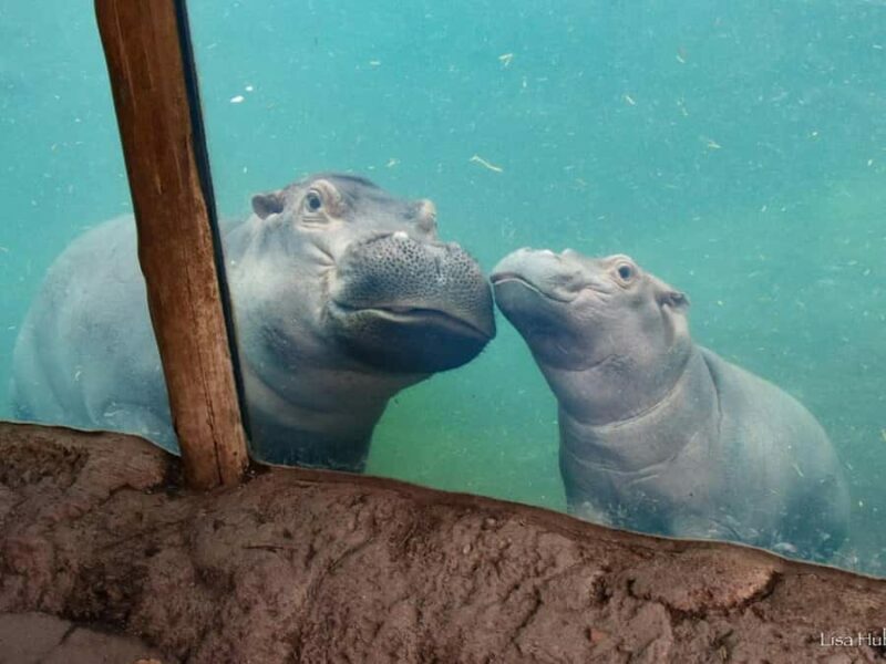 Cincinnati: Cincinnati Zoo Admission Ticket - The Sum Up