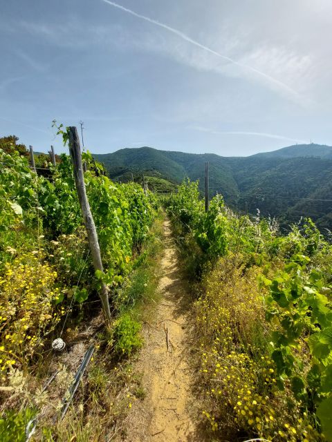 Cinque Terre From Riomaggiore to Manarola and Vineyards - Meeting Point