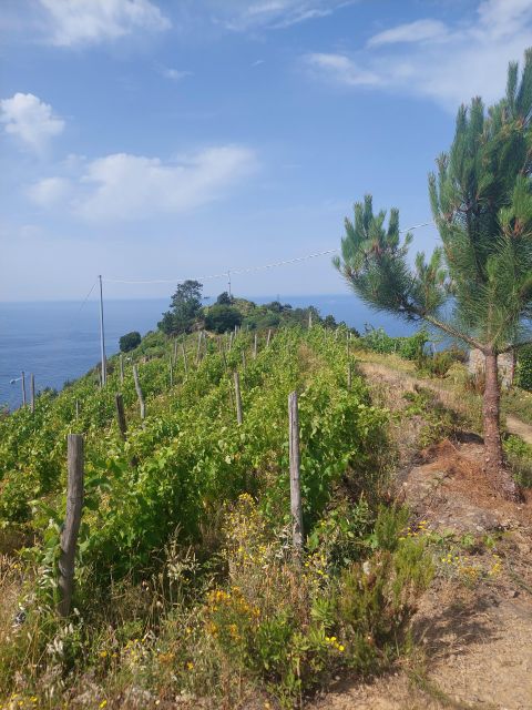 Cinque Terre From Riomaggiore to Manarola and Vineyards - Difficulty Level