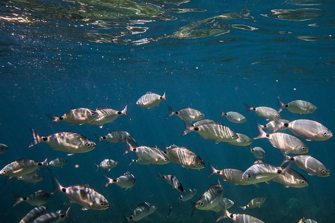 Cinque Terre Private Boat Tour - Inclusions and Amenities