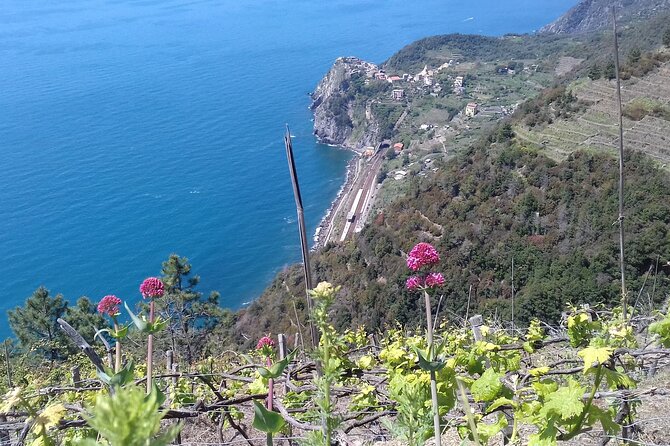 Cinque Terre Unforgettable Hiking Experience - What to Expect on the Tour