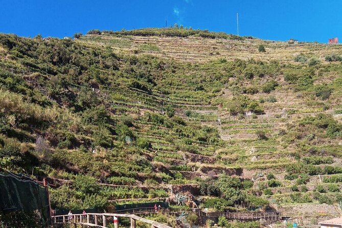 Cinque Terre Wine Tour and Tasting With the Somelier in Manarola - Exploring Cinque Terres Wine History
