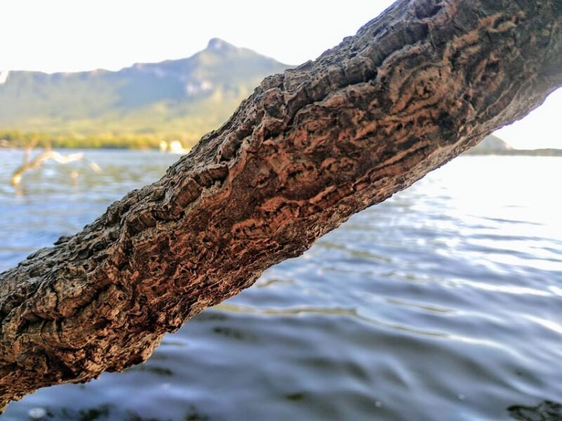 Circeo National Park:Guided Kayak Tour on the Lake Sabaudia - Wildlife and Natural Features
