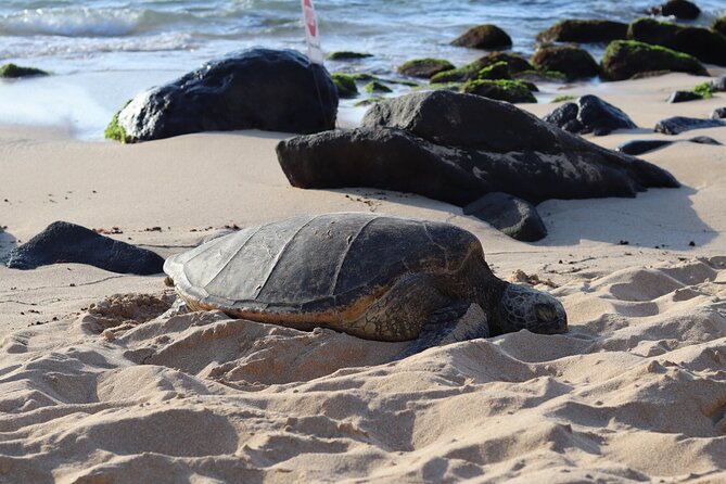 Circle Island Tour With Snorkeling & Turtles - Key Points