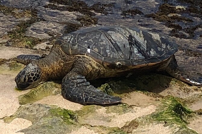 Circle Island Tours - Swim With Turtles,Private & Small Group Tours - Transportation and Accessibility