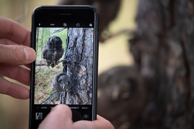 Citizen Science Monitor Owls in the Wilderness Near Tromsø - Meeting Point and Start Time