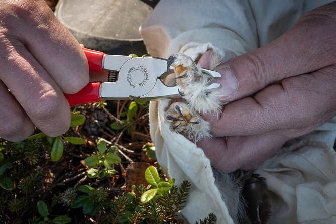 Citizen Science Monitor Owls in the Wilderness Near Tromsø - Recap