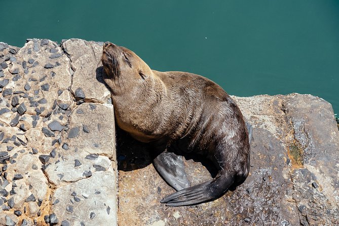 City Escape: Cape Peninsula Private Day Trip - Highlights of the Tour
