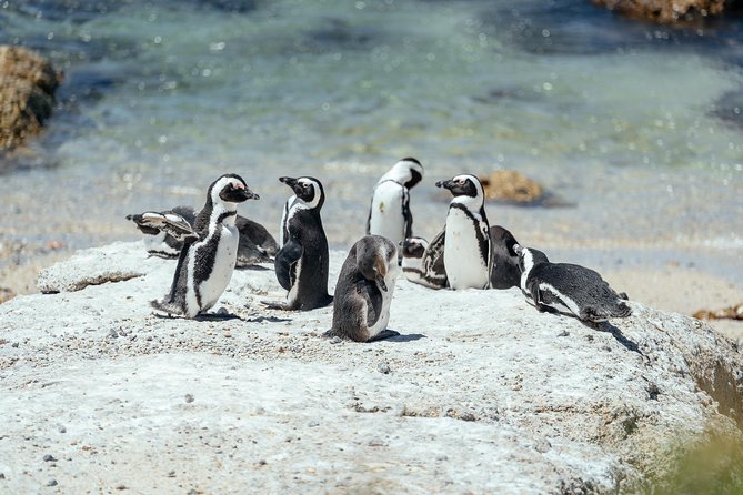 City Escape: Cape Peninsula Private Day Trip - Cape Point National Park
