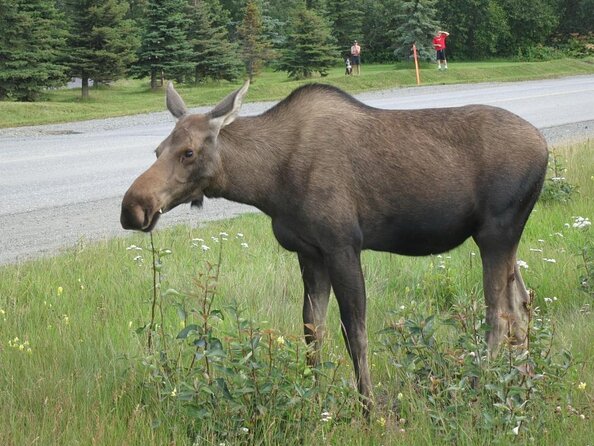 City of Anchorage SIGHTSEEING & FOOD Tour - Key Points