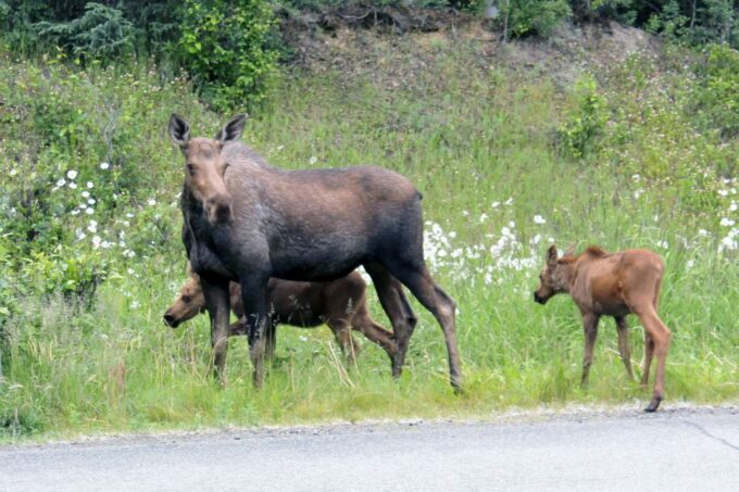 City of Anchorage Sightseeing & Food Van Tour-New for ! - Customer Feedback