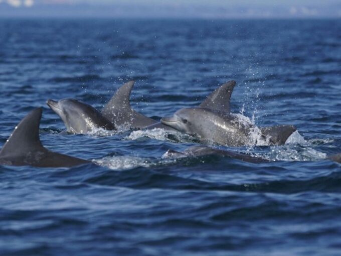 City of Side: Dolphin Island Boat Tour With BBQ & Foam Party - Exploring Karaburun Bay