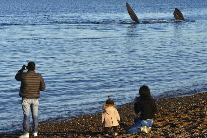City Tour and Sea Lions at Punta Loma From Puerto Madryn - Key Points