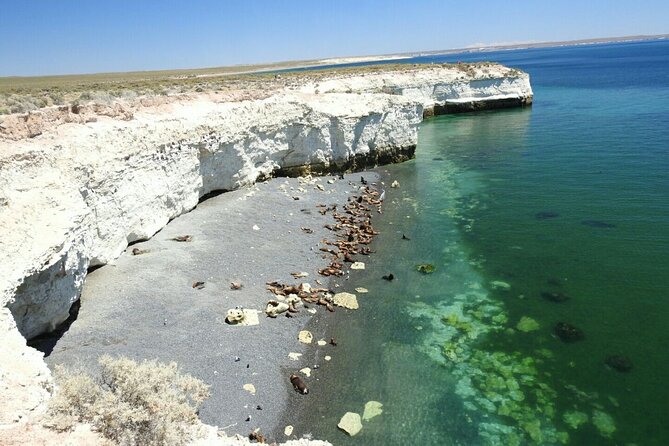 City Tour and Sea Lions at Punta Loma From Puerto Madryn - Itinerary Highlights