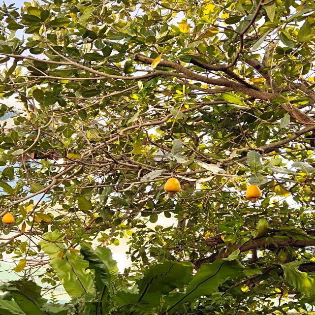 City Tour & Taste Fruit From Local Fruit Shop - Preparation and Recommendations