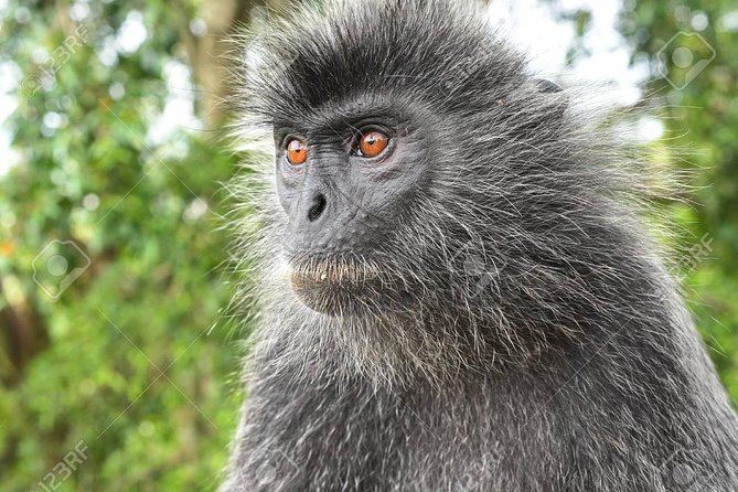 City Tour With Batu Cave and Fireflies Tour - Physical Fitness and Dietary Needs