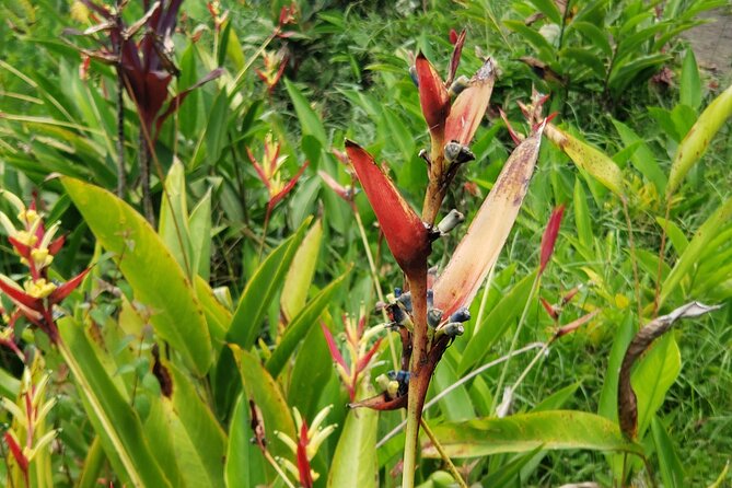 City Tour With Botanical Gardens, Trafalgar Falls & Morne Bruce - Highlights of the Tour