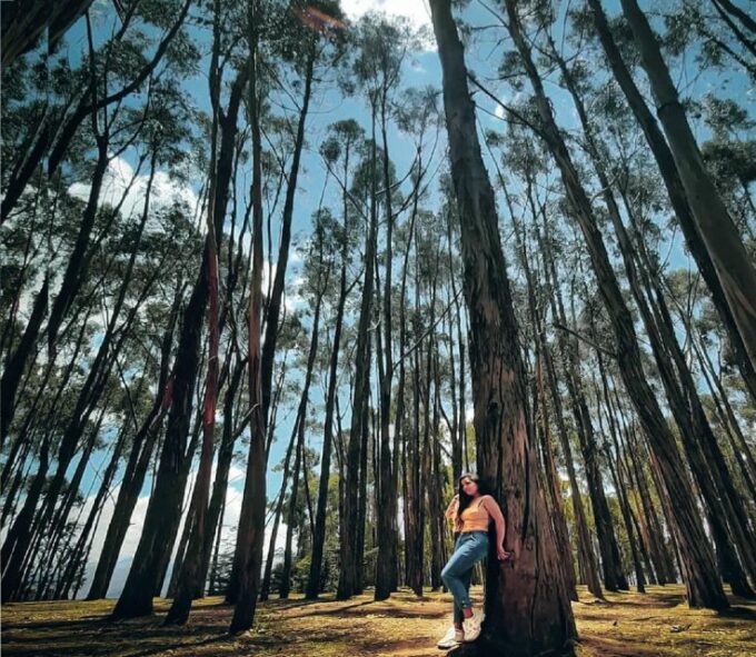 City Tour With Visit to Eucalyptus Forest - Inca Architectural Wonders