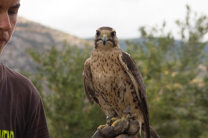 CIVITA EXPERIENCE Borgo Gole Mountain and ... RAPTORS of Pollino - Cancellation Policy