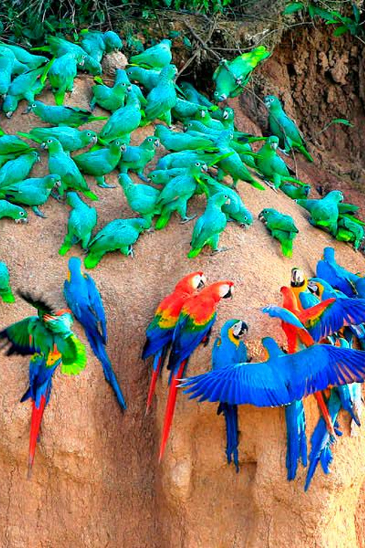 CLALPAS TAMBOPATA INN EXPEDITION 4D/3N - Experience Highlights