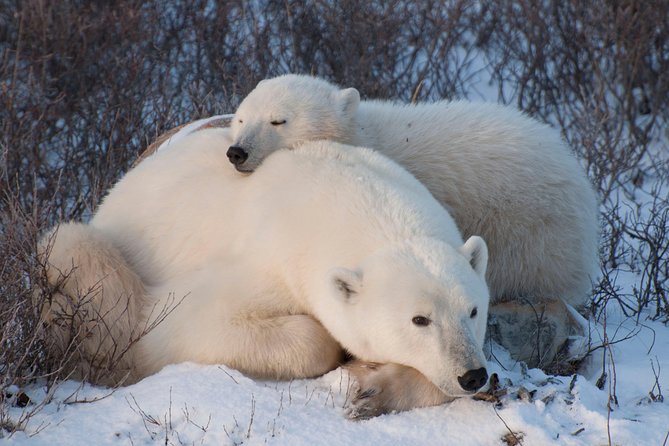 Classic 5 Night Churchill Polar Bear Adventure - Accommodation and Meals