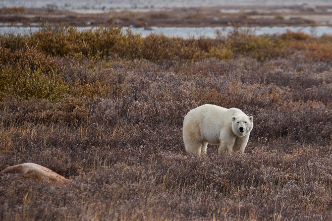 Classic 5 Night Churchill Polar Bear Adventure - Cultural Immersion