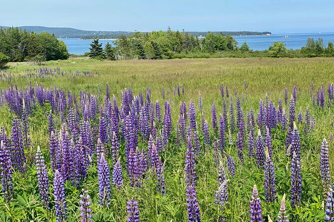 Classic Acadia Private Tour: Cadillac Mountain & Thunder Hole - Comfort and Practicality