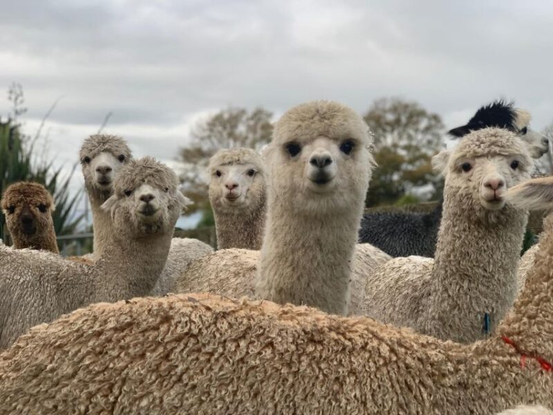 Classic Alpaca Tour in New Zealand - Experience Highlights