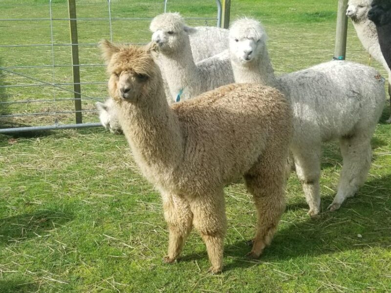 Classic Alpaca Tour in New Zealand - Tour Inclusions and Exclusions