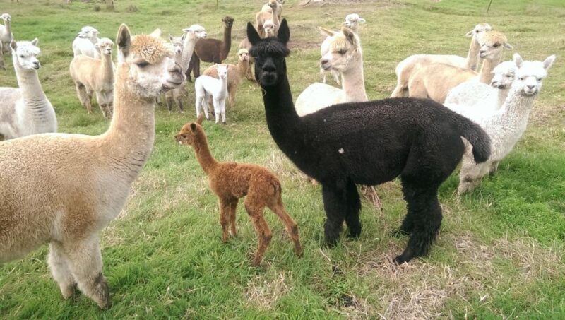 Classic Alpaca Tour in New Zealand - Alpaca Fiber and Products