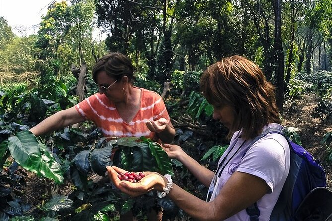 Classic Coorg Coffee Plantation Experience - Coffee Cultivation Process