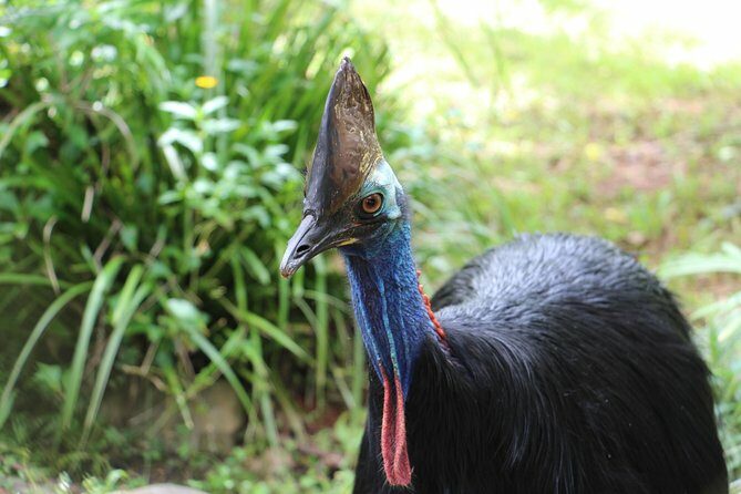 Classic Kuranda by Skyrail and Scenic Railway, Rainforestation & lunch. CKB - Final Word