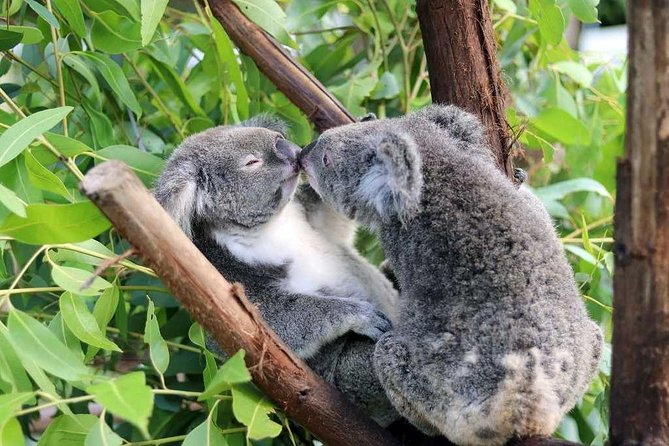 Classic Kuranda by Skyrail and Scenic Railway, Rainforestation & Lunch. CKB - Rainforestation Nature Park
